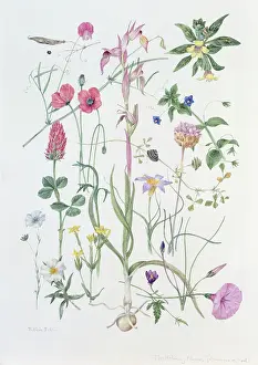 Sardinian: The Holiday Flowers