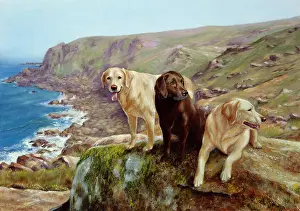 Winnie: We are on Holiday ? Labradors