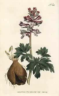 Sansom: Hollow root, Corydalis cava