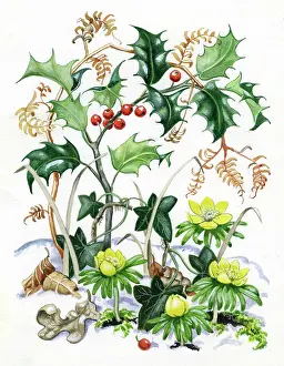 Bracken: Holly with aconites, bracken and leaves