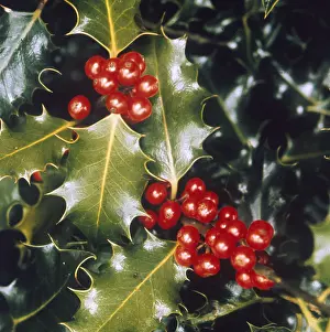 Aquifolium: HOLLY BERRIES