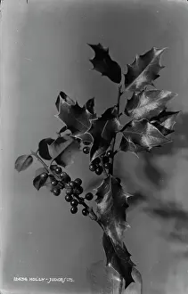 Spiky: Holly Branch