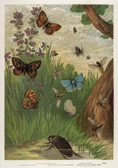 Spiders: HOLLY BUTTERFLY 1860