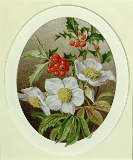 Duffield: Holly and Christmas Roses