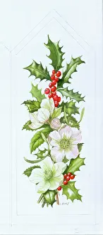 Bovey: Holly and Christmas Roses