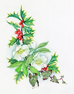 Patience: Holly and Christmas Roses