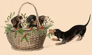 Sprig: Holly Dogs