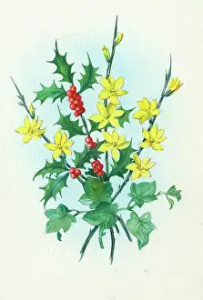 Forsythia: Holly and forsythia in spring