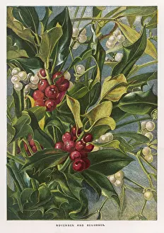 Holly - Mistletoe