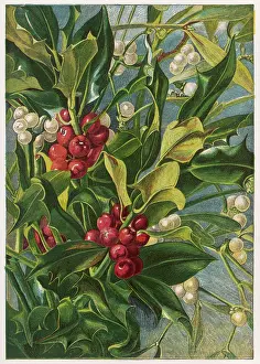 HOLLY & MISTLETOE