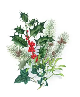 Holly, Mistletoe, Ivy and Fir
