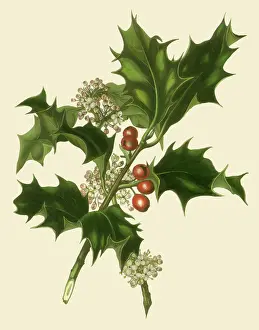 Sprig: Holly Sprig