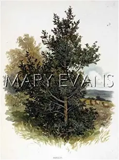 Ilex: HOLLY TREE