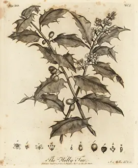 Arborist: Holly Tree, Ilex aquifolium