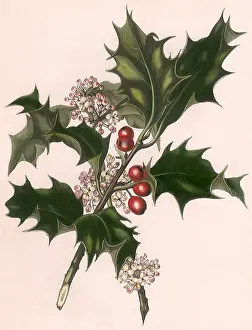 Curled: Holly and White Flowers