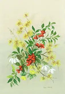 Hazel: Holly, witch hazel, snowdrops, winter aconites etc