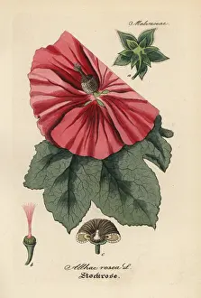 Hollyhock: Hollyhock, Alcea rosea