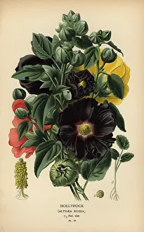 Bicolor: Hollyhock, Alcea rosea