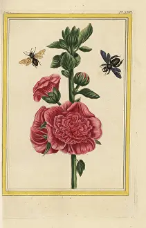Hollyhock: Hollyhock, Alcea rosea