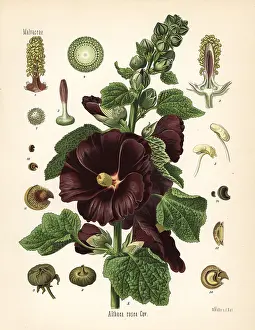 Kohler: Hollyhock, Alcea rosea