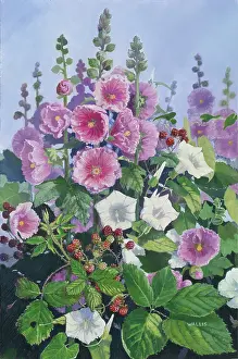 Blackberries: Hollyhocks, Blackberries and Convolvulus