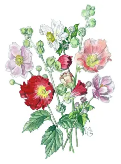 Anemones: Hollyhocks and Japanese Anemones