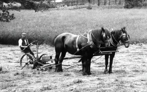 Holmwood: Holmwood, Haymaking in the Park 1909