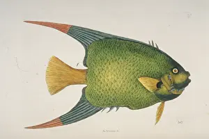 Streamer: Holocanthus ciliaris, queen angelfish