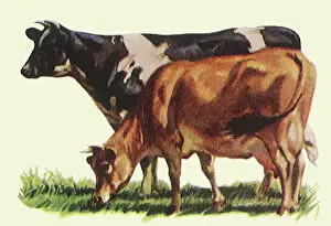 Grazes: Holstein and Jersey Cows