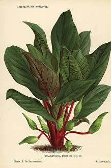 Horticole: Homalomena insignis foliage plant