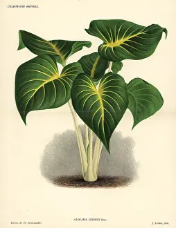 Horticole: Homalomena lindenii