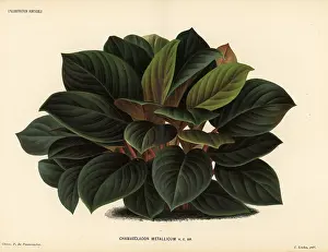 Pannemaeker: Homalomena metallica