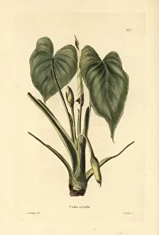 Occulta: Homalomena occulta