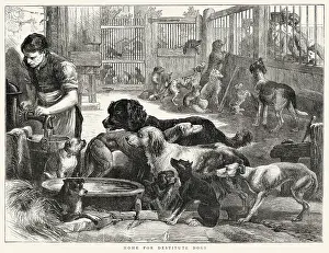 Owners: Home for Destitute Dogs 1871