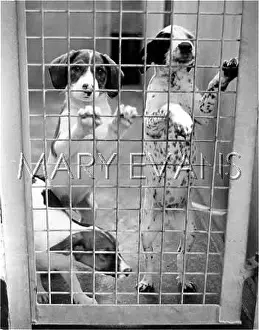 Rspca: HOMELESS DOGS