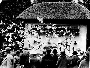 Homing: HOMING PIGEONS