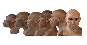Simia: Hominid reconstructions in chronological order