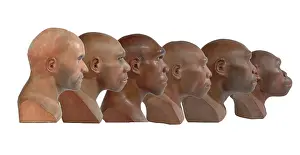 Simia: Hominid reconstructions in chronological order