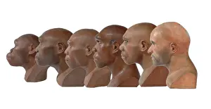 Simia: Hominid reconstructions in chronological order