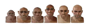 Simia: Hominid reconstructions in chronological order