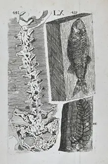 Trampled: Homo diluvii testis