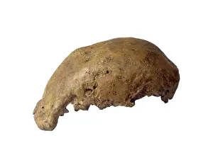 Erectus: Homo erectus calotte (Trinil)