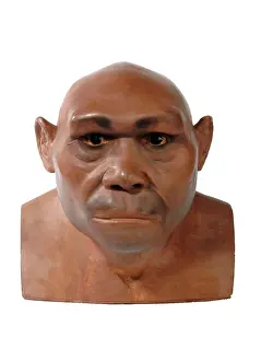 Simia: Homo erectus, Java man