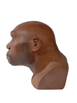 Simia: Homo erectus, Java man