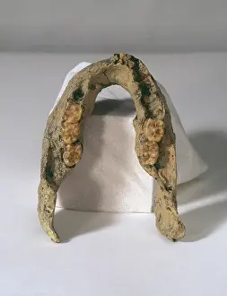 Jawbone: Homo erectus mandible (SK 15)