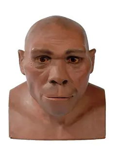 Simia: Homo erectus, Peking man