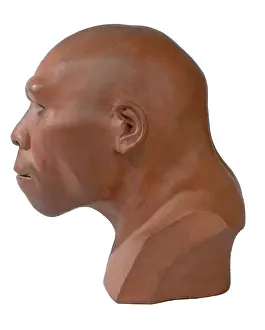1914 1987: Homo erectus, Peking man