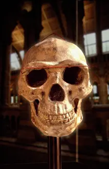 Erectus: Homo erectus, Peking man cranium (reconstruction)