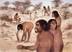 1914 1987: Homo habilis in action