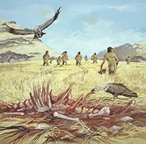 Accipitriformes: Homo habilis in action